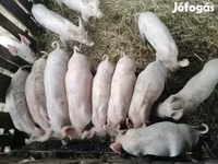 Pigs (batch, sex not specified), Крупная белая — photo 1