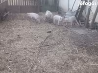 Pigs (batch, sex not specified), Крупная белая — photo 3
