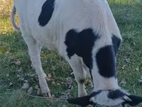 Krava, Russian Black pied cattle — fotografija 2