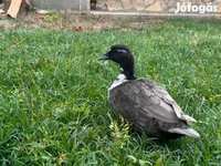 Ducks — الصورة 2