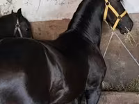 घोड़ा, Friesian — फ़ोटो 2