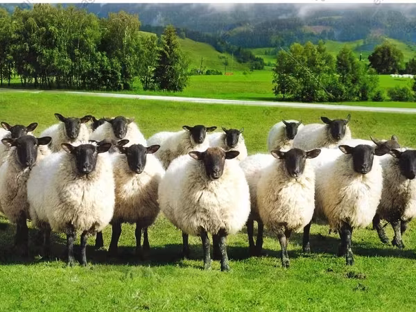 Schaf, Romanov sheep