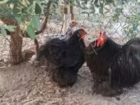 Pekin-Zwerg — Foto 1