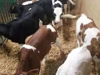 牛只（批次，未指定性别）, Simmental cattle — 照片 2