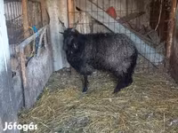 Schaf, Ile-de-France sheep — Foto 1