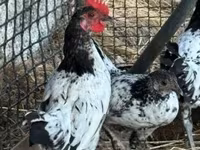 Chickens — fotografija 5