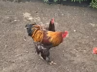 Chickens — Foto 3
