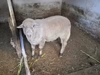 Ovan, Merino sheep — fotografija 3