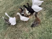 Ducks — zdjęcie 3