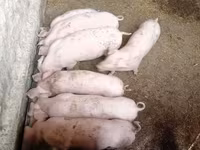 Säue, Schweine — Foto 4