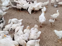 German Pekin — photo 5