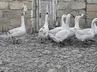 Geese — photo 2