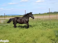 घोड़ा, Hungarian horse breed — फ़ोटो 5