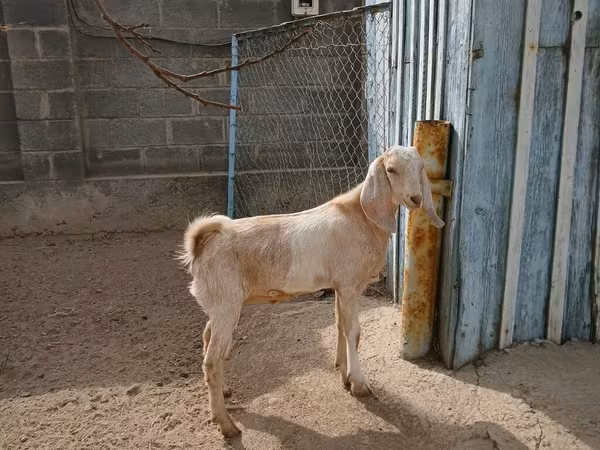 Koza, Kamori goats