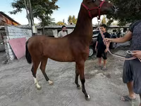 Pastuv, Akhal-Teke — fotografija 1