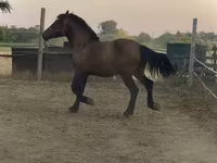 Caballo, Caballos — foto 4
