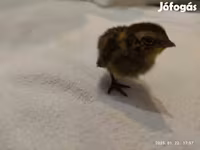 Quails — Foto 5