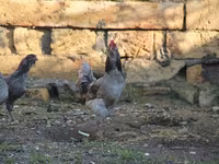 Ameraucana — photo 1
