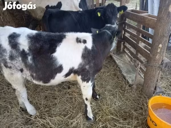 Goveda (partija, pol nije naveden), Belgijska plava