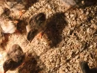 Chickens — 照片 2