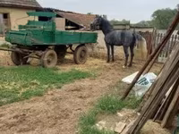 Hengst, Lipizzaner — Foto 4