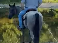 Pastuv, Quarter Horse — fotografija 6