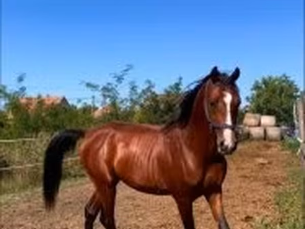 Pastuv, Shagya