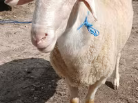 Ram, Assaf sheep — photo 3