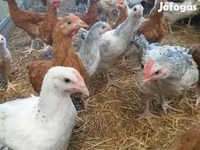 Chickens — 照片 1
