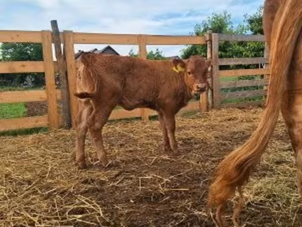 İnək, Simmental cattle — Macarıstan