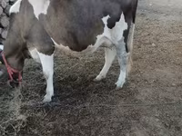 Vaca, Raza Holstein — foto 1