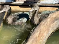 Ducks — الصورة 3