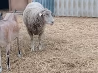 公羊, Merino sheep — 照片 2