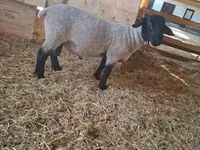 公羊, White Suffolk sheep — 照片 1