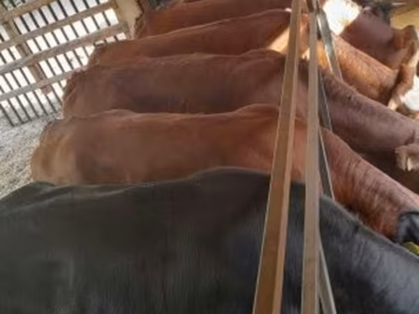 Krava, Simmental cattle