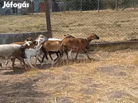 كبش, Cameroon sheep — الصورة 6