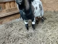 बकरा, Dutch Landrace goats — फ़ोटो 2