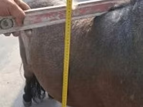 Horse (M), Shetland Pony