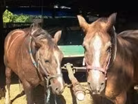 Yegua, Caballos — foto 5