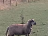 Schafe (Partie, Geschlecht nicht angegeben), White Suffolk sheep — Foto 2