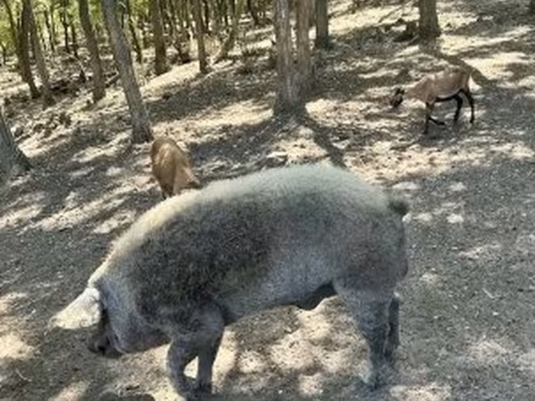 Хряк, Мангалица