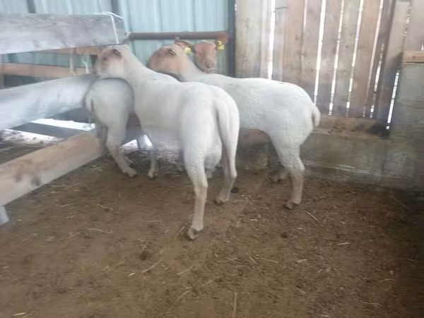 Ovca, Baerchuke sheep