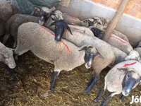 Sheep, Sheep — photo 3