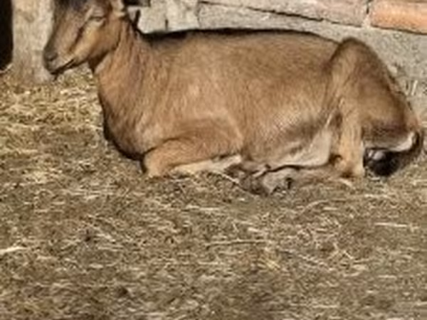 Bode, Alpine goat