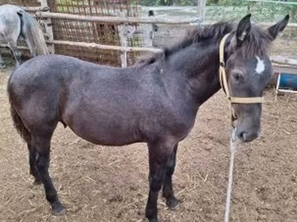 Horse (M), Horses