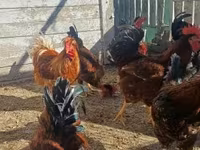 Chickens — photo 2