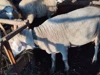 Ovan, Lacaune sheep — fotografija 4