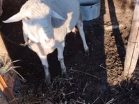 Ovan, Lacaune sheep — fotografija 1
