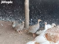 Guinea fowl — الصورة 1