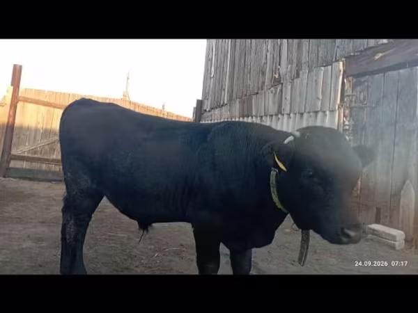 Bik, Swiss cattle